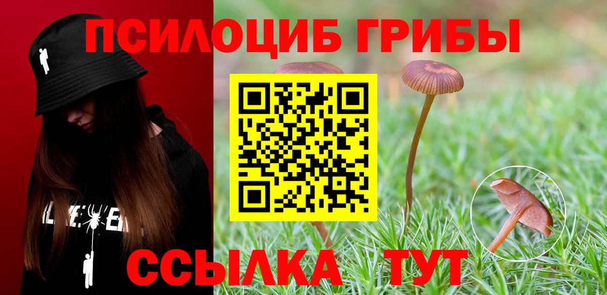 Псилоцибиновые грибы Cubensis  даркнет сайт  Вход с VPN  Конаково  Псилоцибиновые грибы прущие грибы 